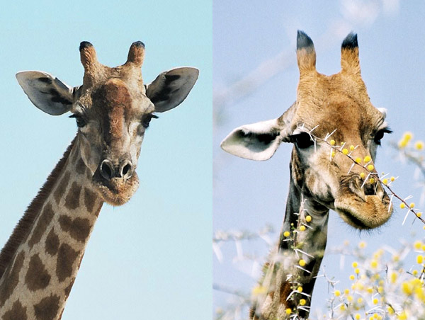 [Image: girafes2.jpg]