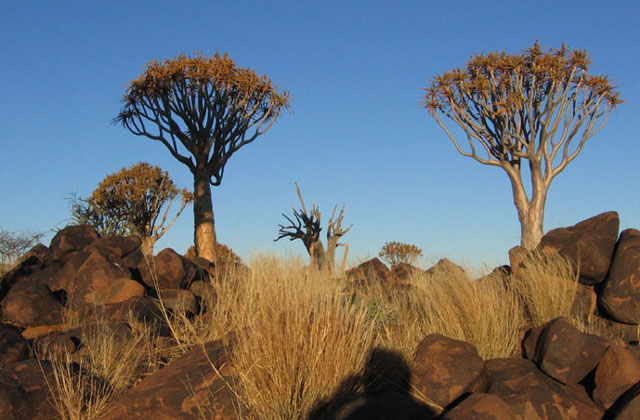 [Image: Namibia009.jpg]