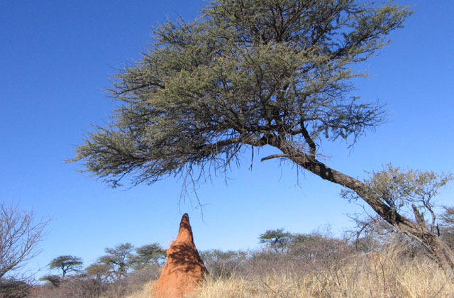[Image: Namibia025.jpg]