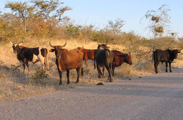 [Image: Namibia047.jpg]