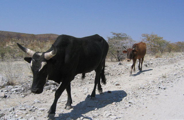 [Image: Namibia048.jpg]