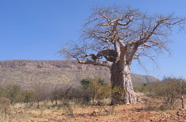 [Image: Namibia050.jpg]