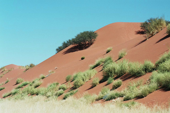 czerwona wydma (Namibia)